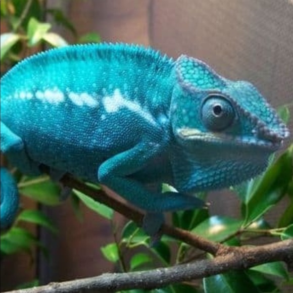 fajitasizzle